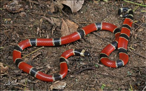 micrurus nigrocinctus